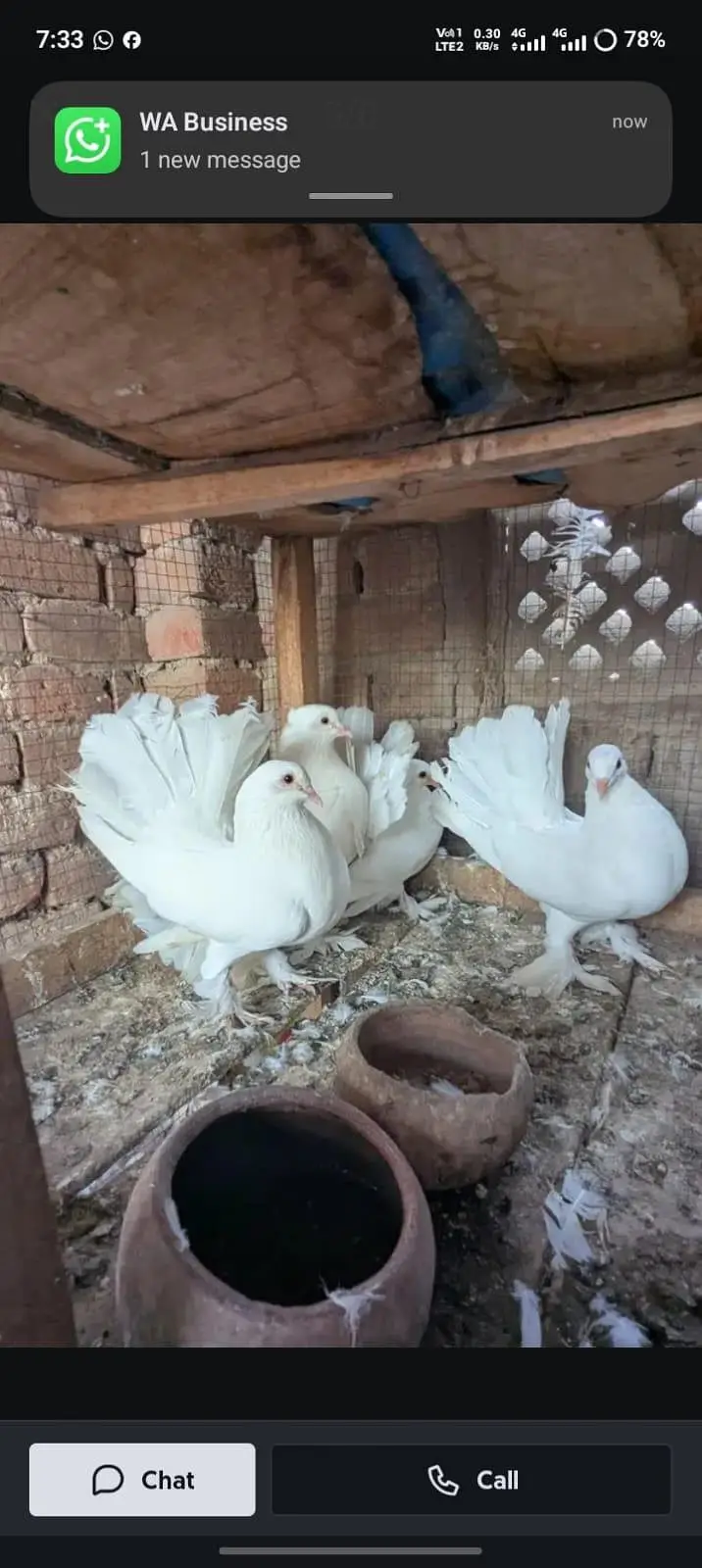 lucky pair urgent for sale healthy and active 03146809336 — photo 3