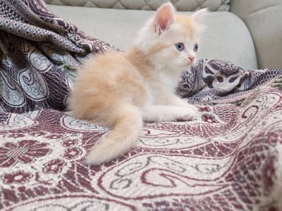 high quality person kitten for sale
