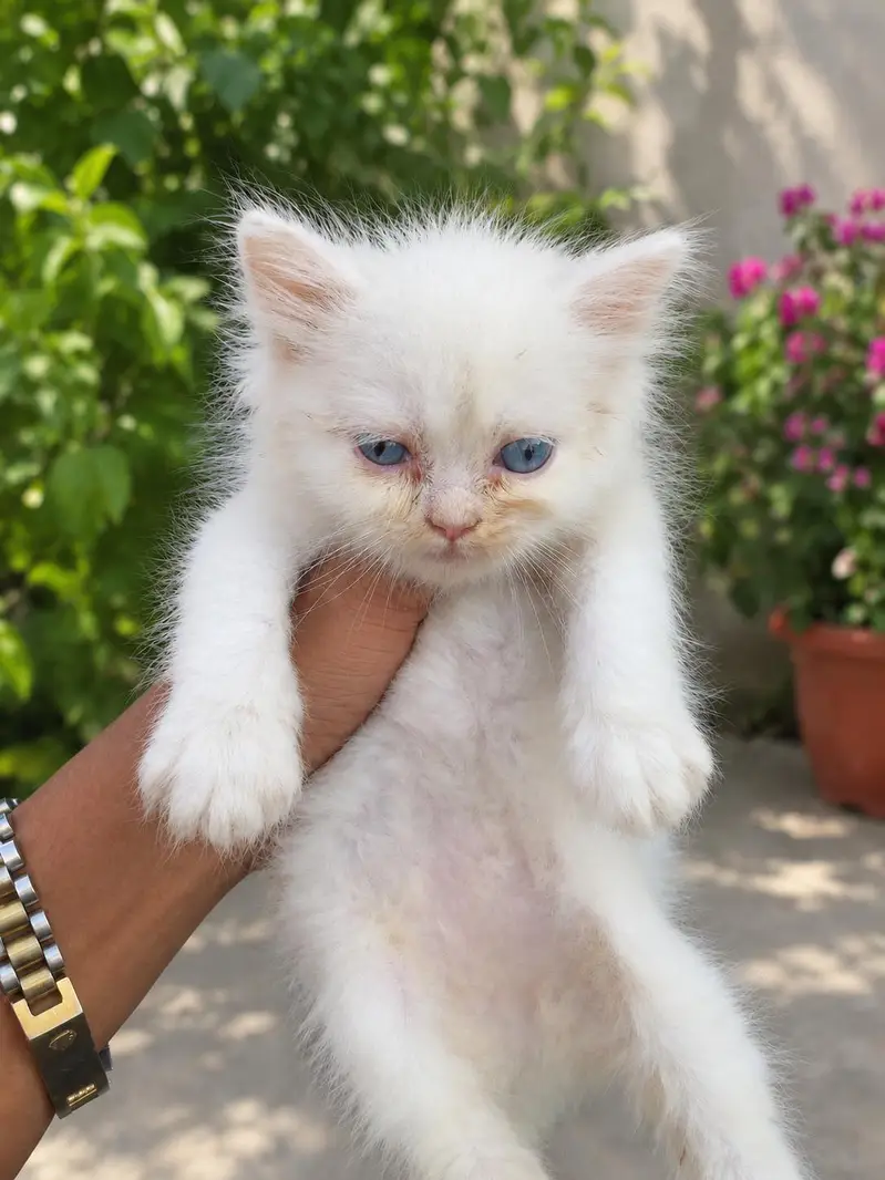 high quality person kitten for sale — photo 2