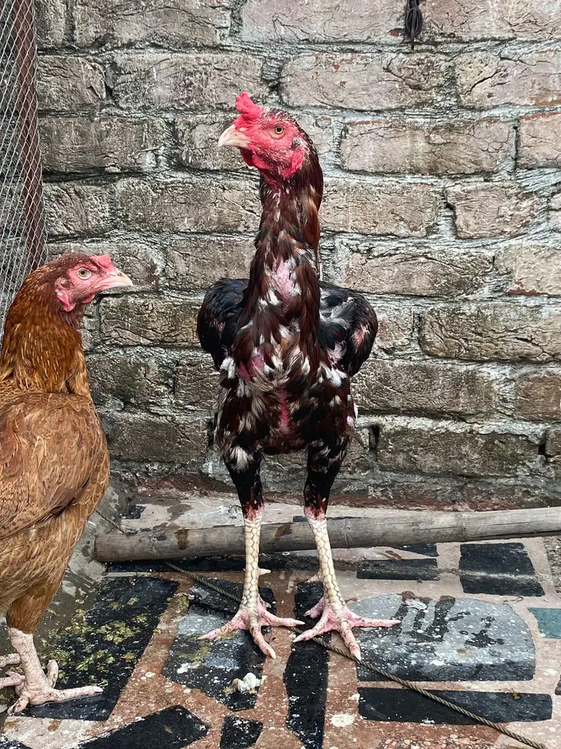 Aseel patha for sale — photo 2