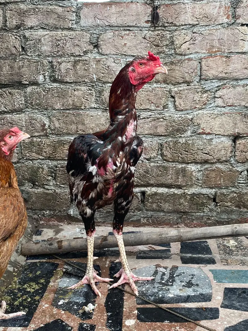 Aseel patha for sale — photo 4