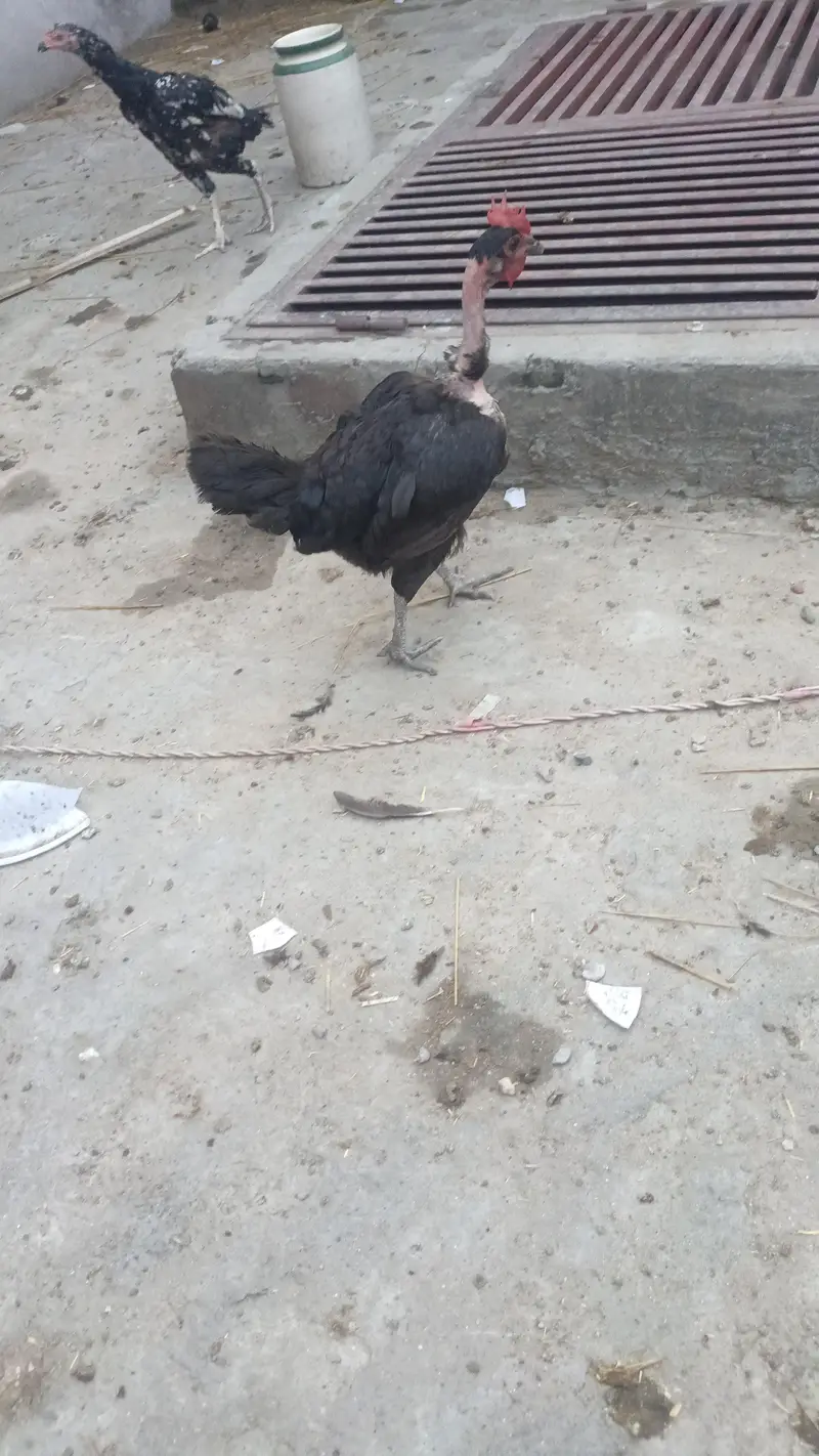 desi hen — photo 2