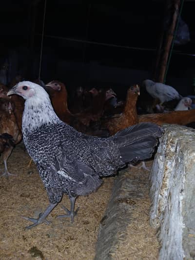 murgiyan for sale | desi | golden misri | astroulop | lohaman