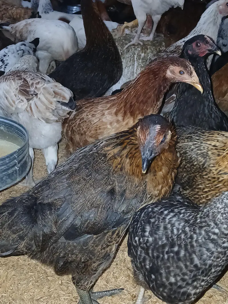 murgiyan for sale | desi | golden misri | astroulop | lohaman — photo 2