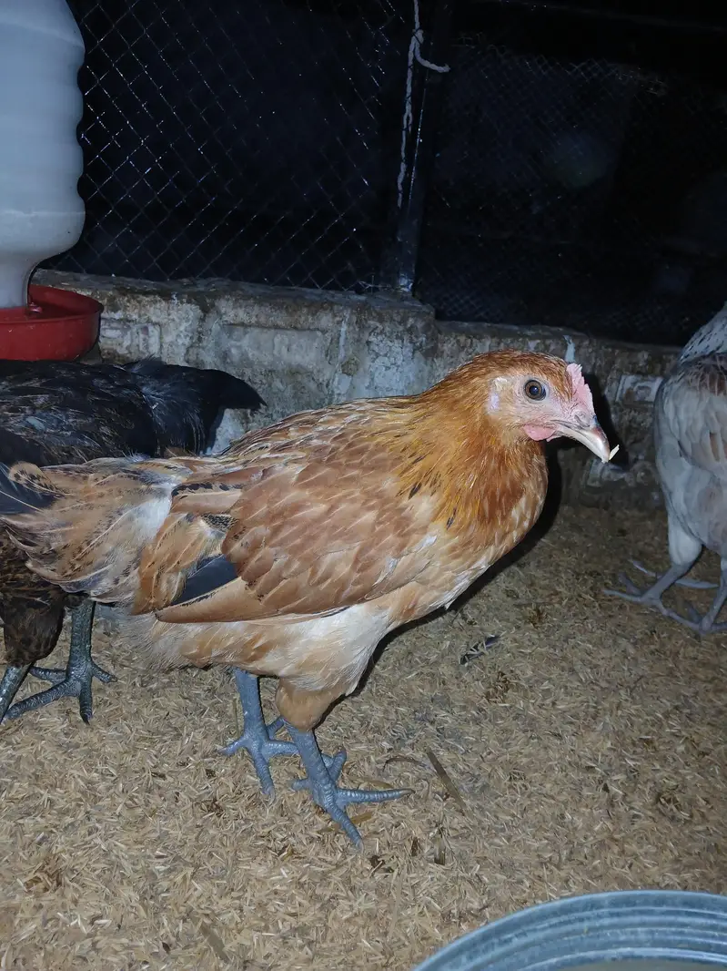 murgiyan for sale | desi | golden misri | astroulop | lohaman — photo 3