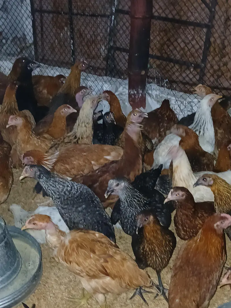 murgiyan for sale | desi | golden misri | astroulop | lohaman — photo 4