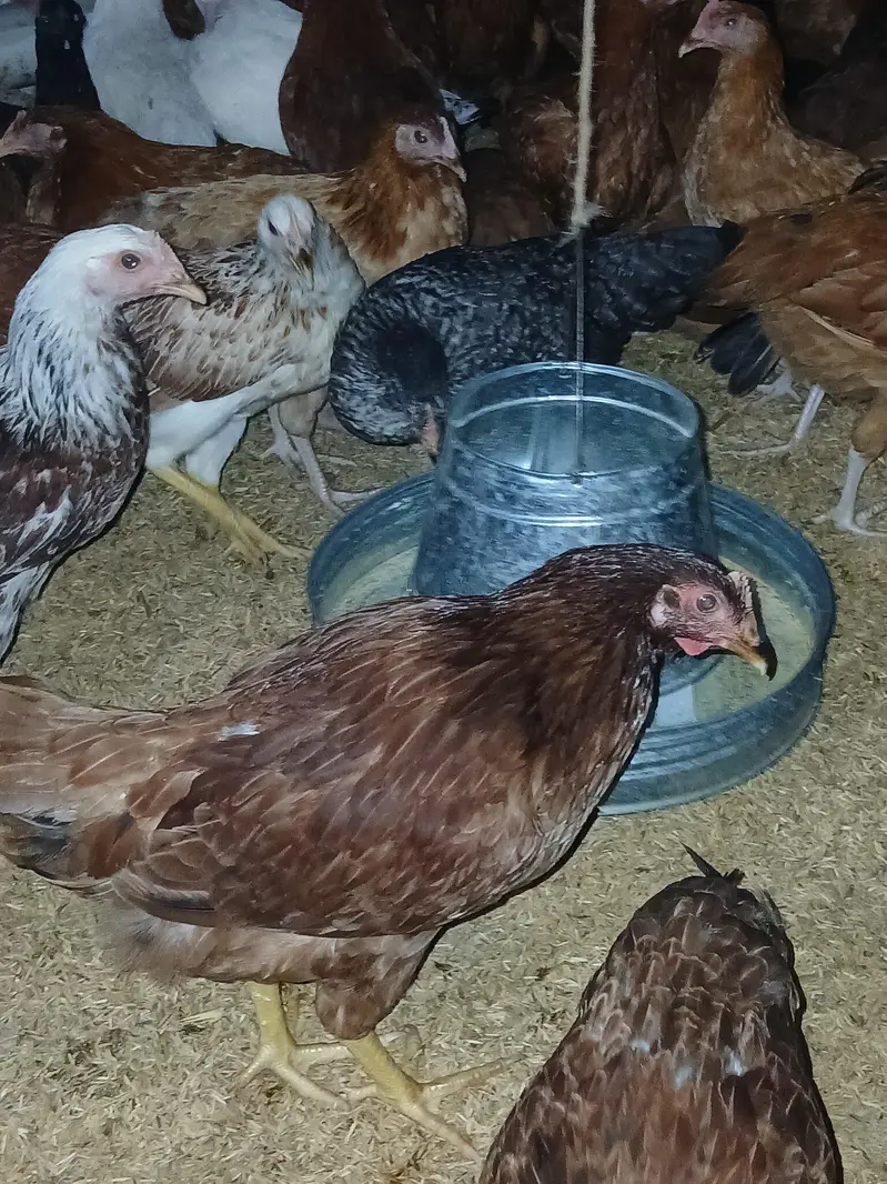 murgiyan for sale | desi | golden misri | astroulop | lohaman — photo 5