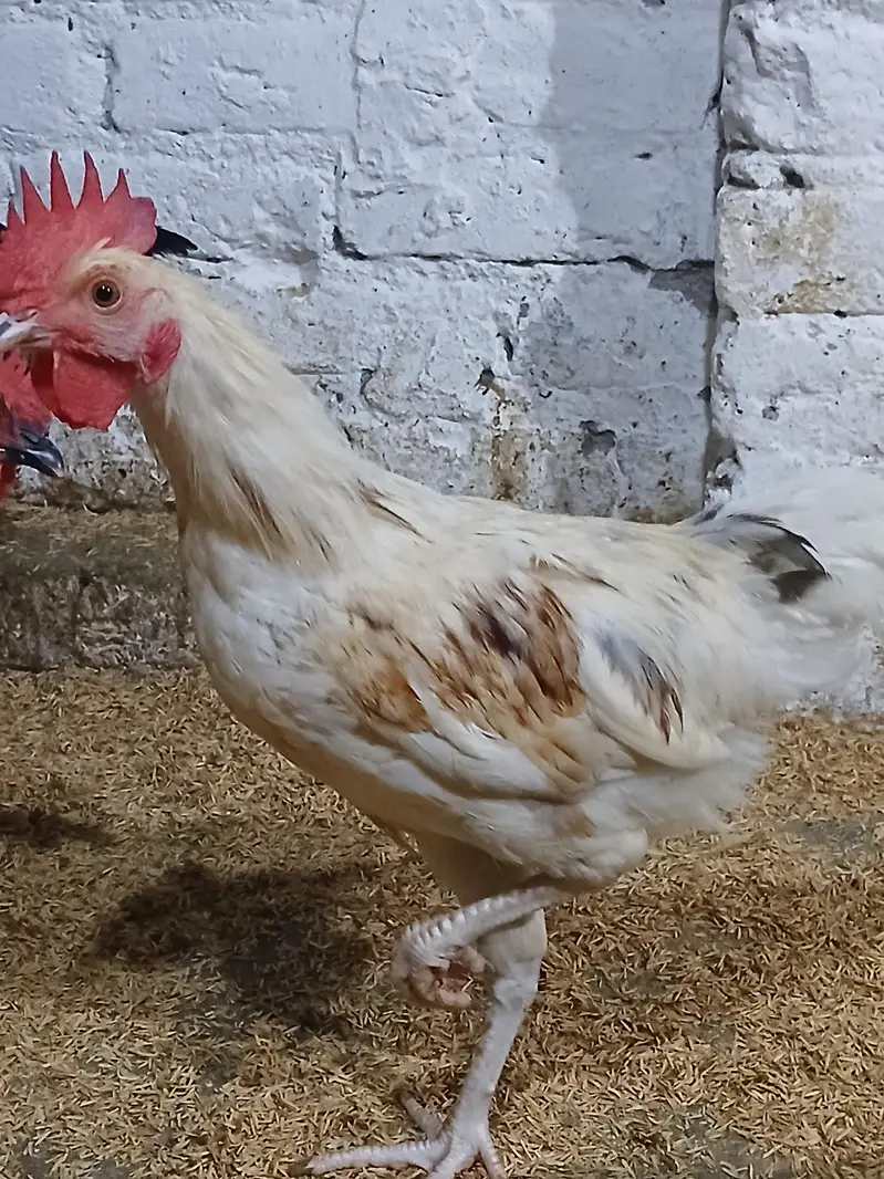 murgiyan for sale | desi | golden misri | astroulop | lohaman — photo 6