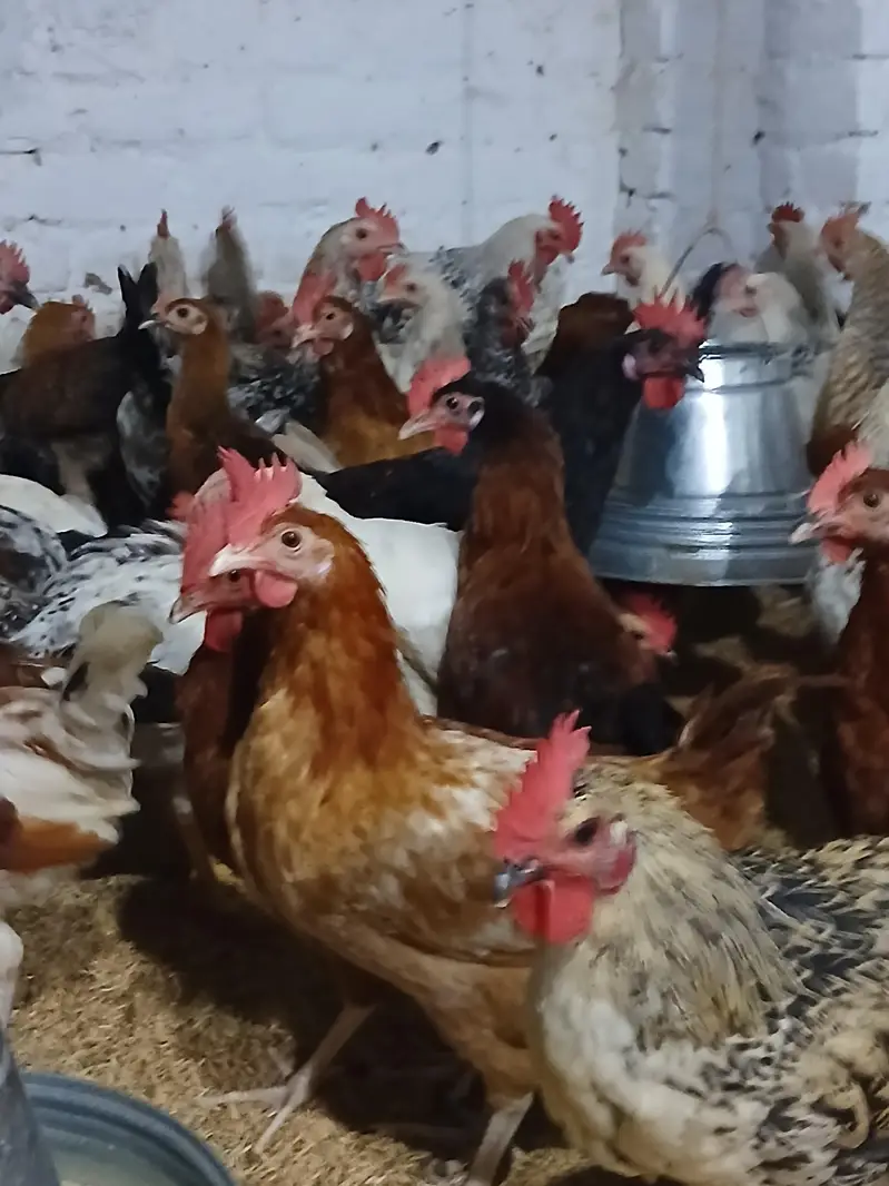 murgiyan for sale | desi | golden misri | astroulop | lohaman — photo 7