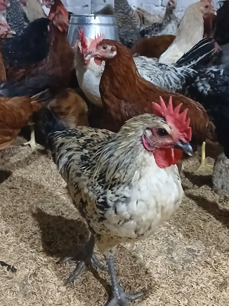 murgiyan for sale | desi | golden misri | astroulop | lohaman — photo 9