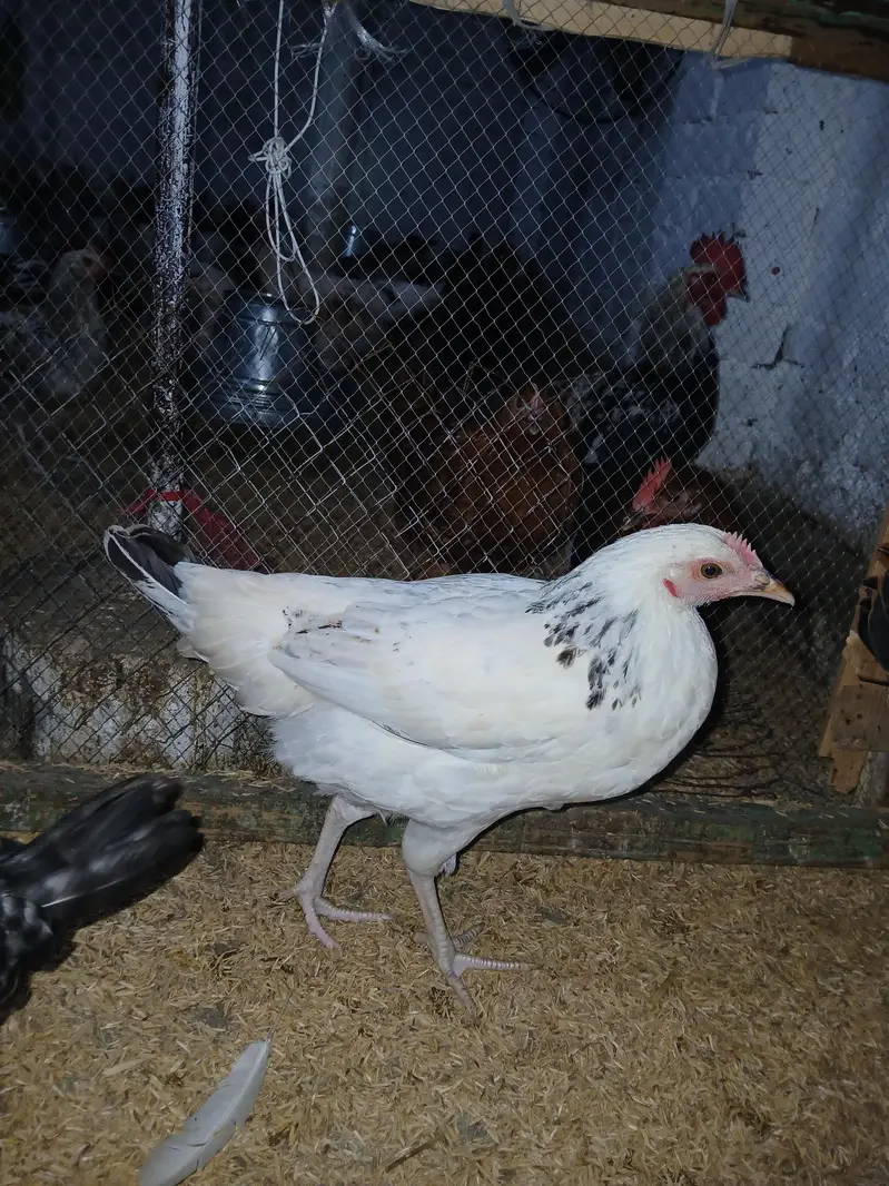 murgiyan for sale | desi | golden misri | astroulop | lohaman — photo 10