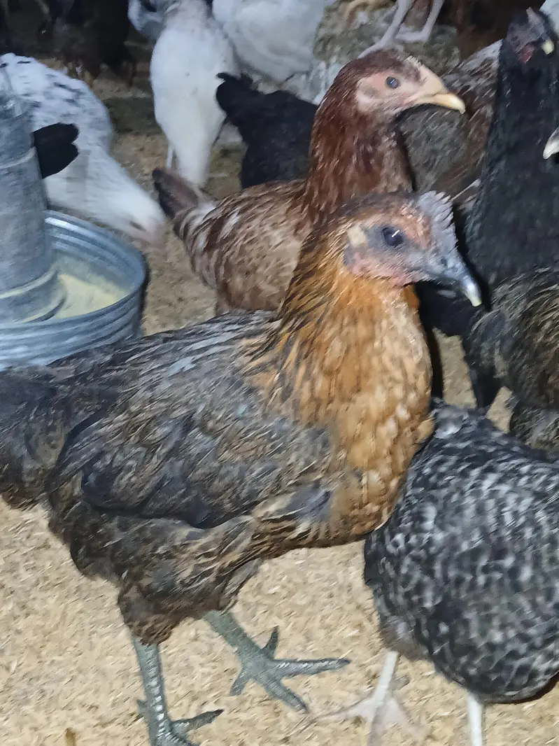 murgiyan for sale | desi | golden misri | astroulop | lohaman — photo 11