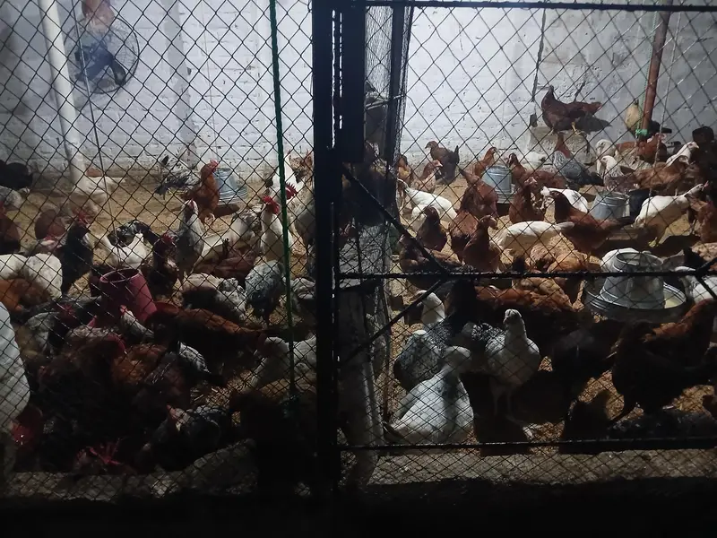 murgiyan for sale | desi | golden misri | astroulop | lohaman — photo 12