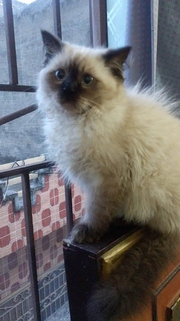 Himalayan Cat