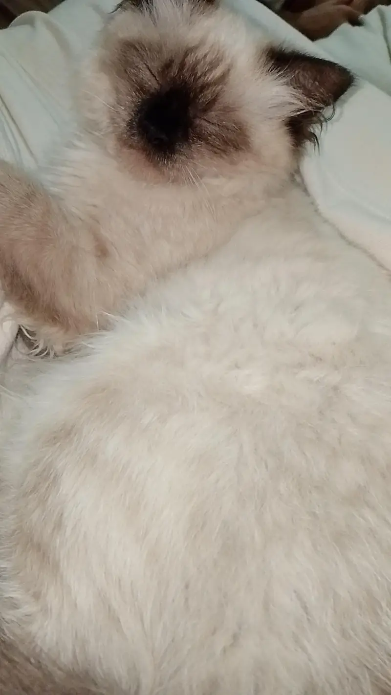 Himalayan Cat — photo 2