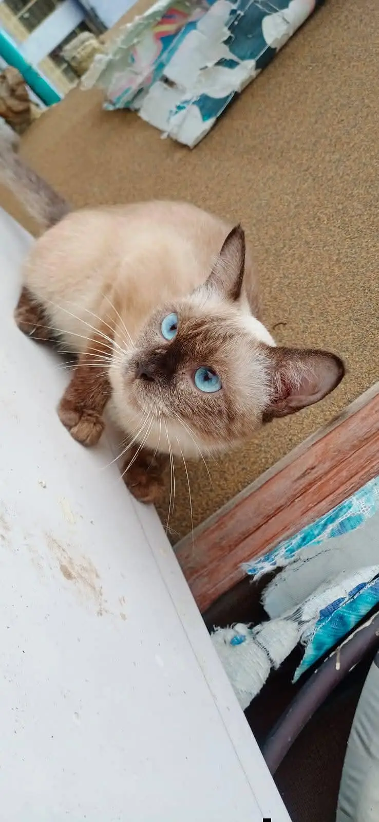 siamese — photo 2