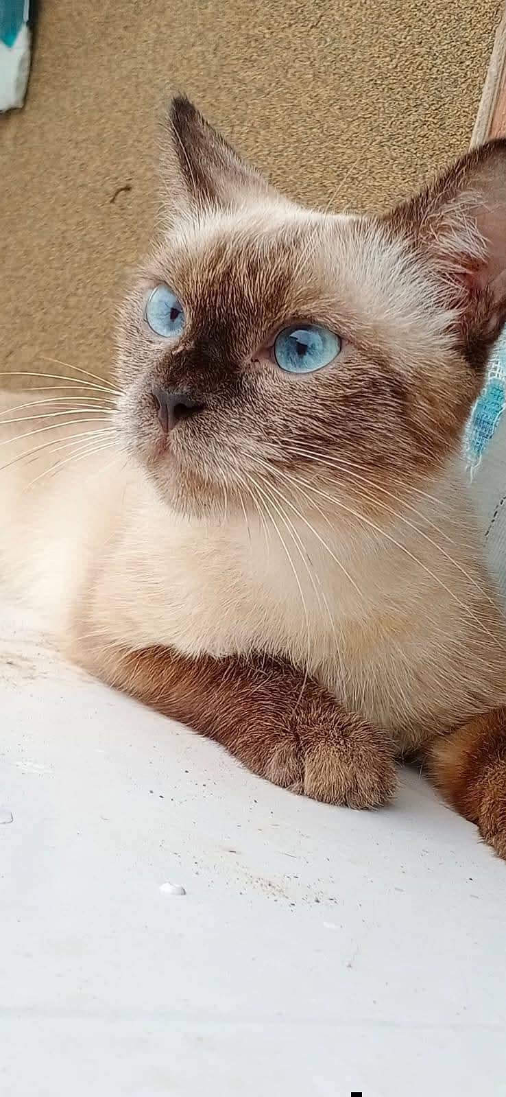 siamese 2