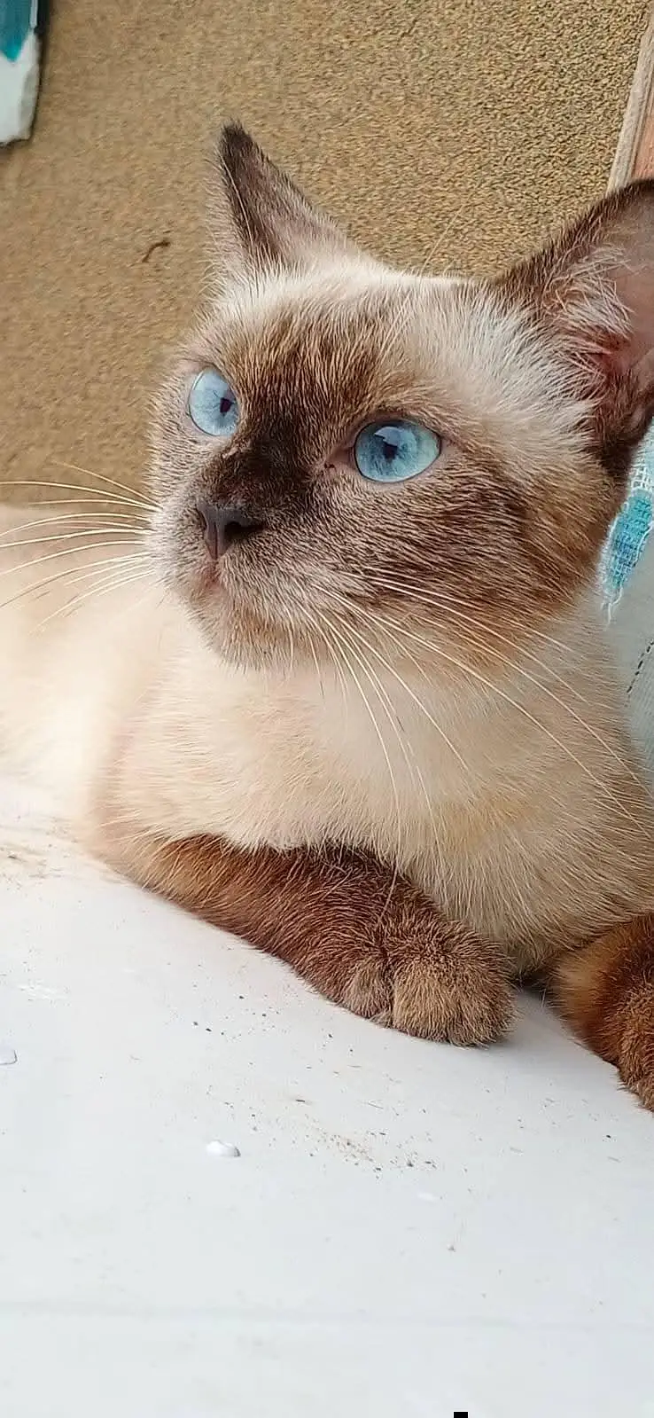 siamese — photo 3