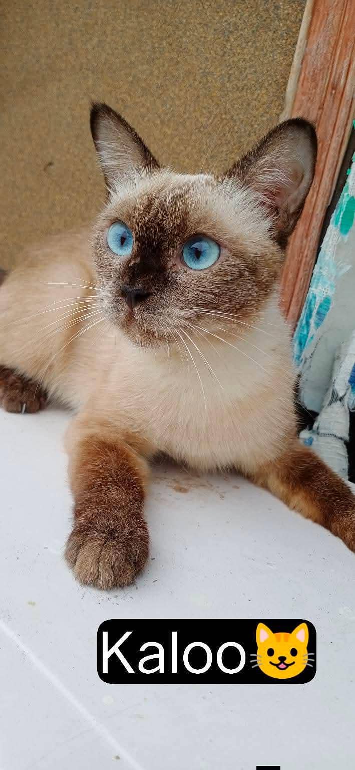 siamese 3