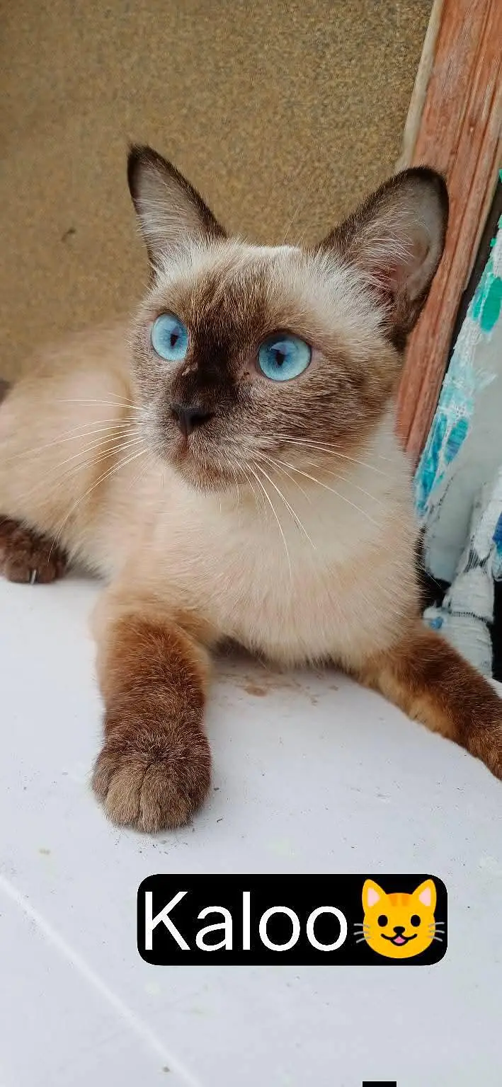 siamese — photo 4