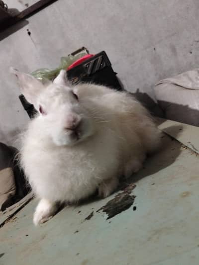Angura nasal ki khubsurat female for sale