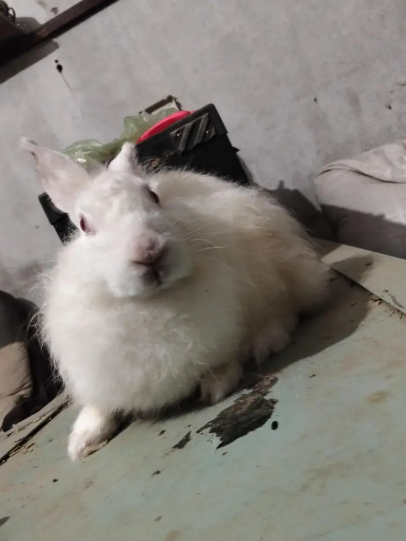 Angura nasal ki khubsurat female for sale