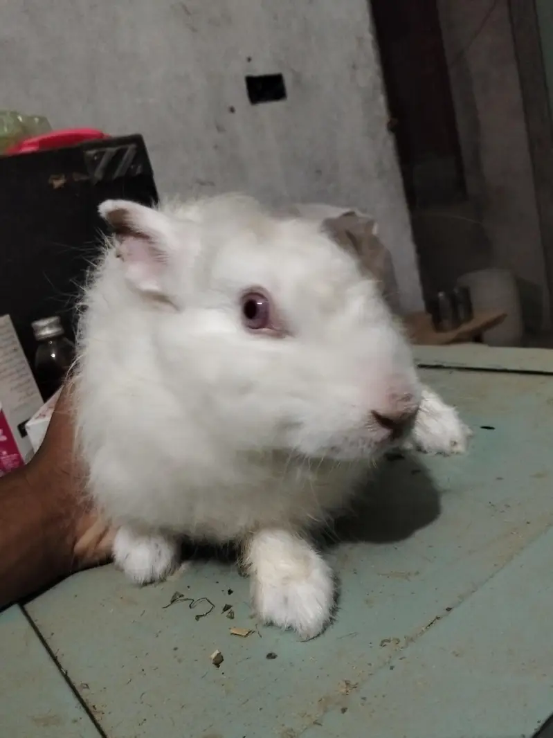 Angura nasal ki khubsurat female for sale — photo 2