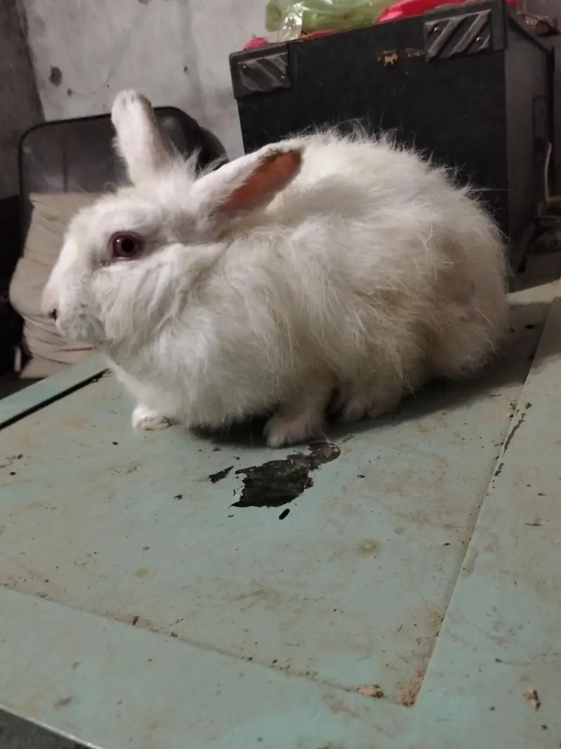Angura nasal ki khubsurat female for sale — photo 3