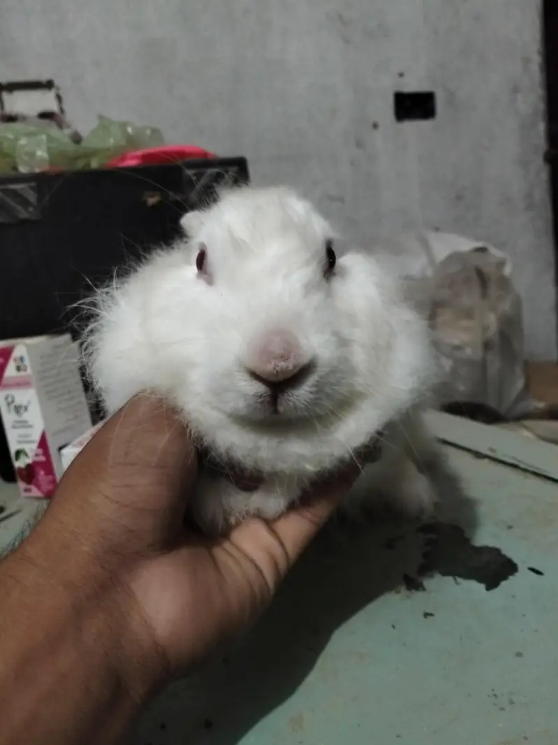 Angura nasal ki khubsurat female for sale — photo 4