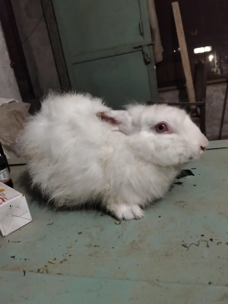 Angura nasal ki khubsurat female for sale — photo 5
