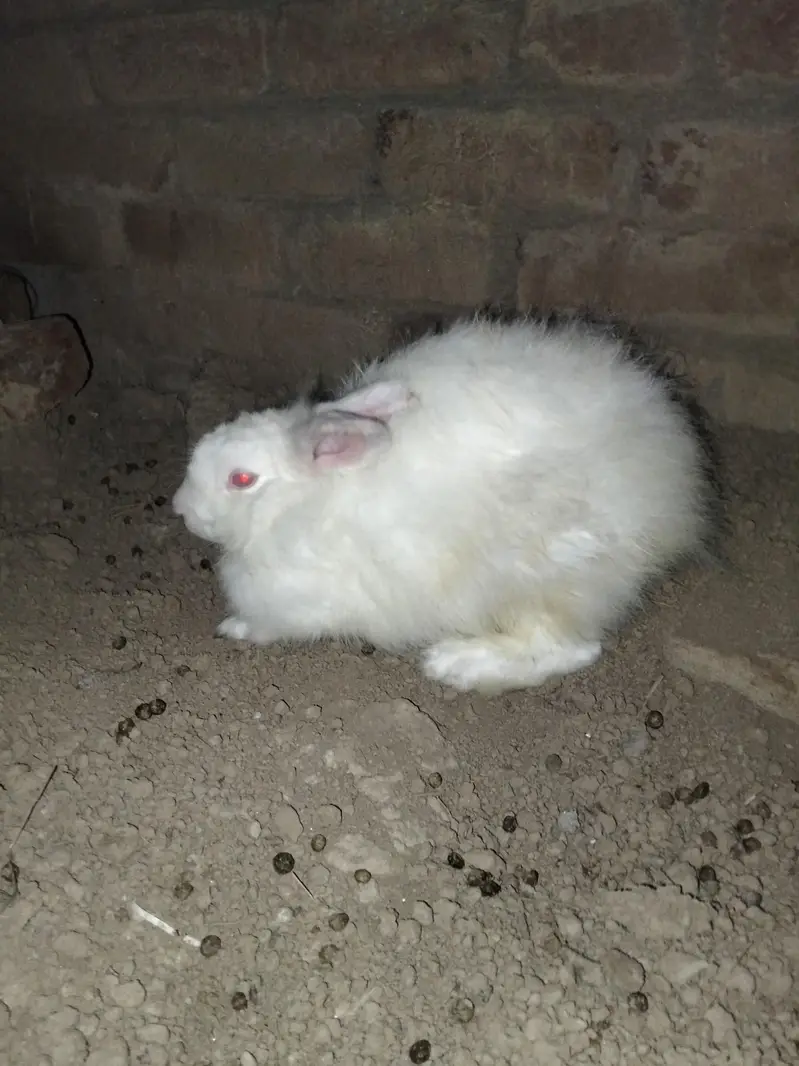 Angura nasal ki khubsurat female for sale — photo 6