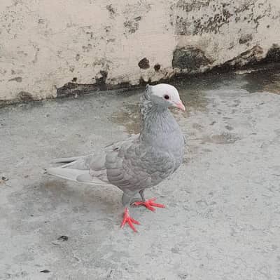 Silver German Mukhi Male and Sentinent Female