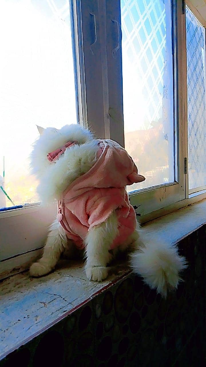 cat cat 4