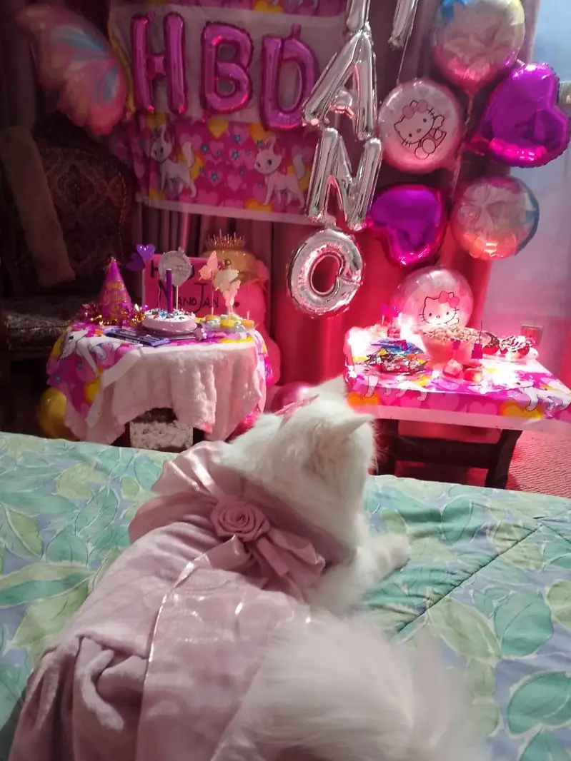 cat cat — photo 2