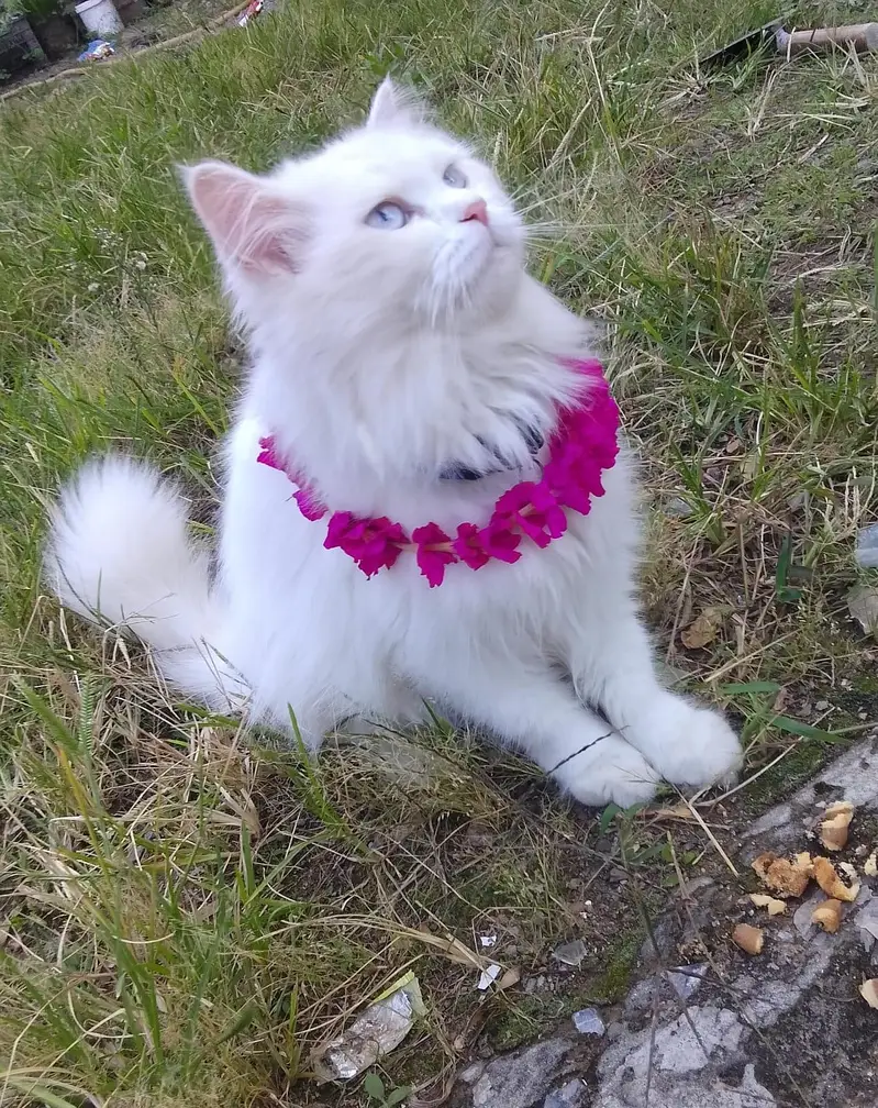 cat cat — photo 3