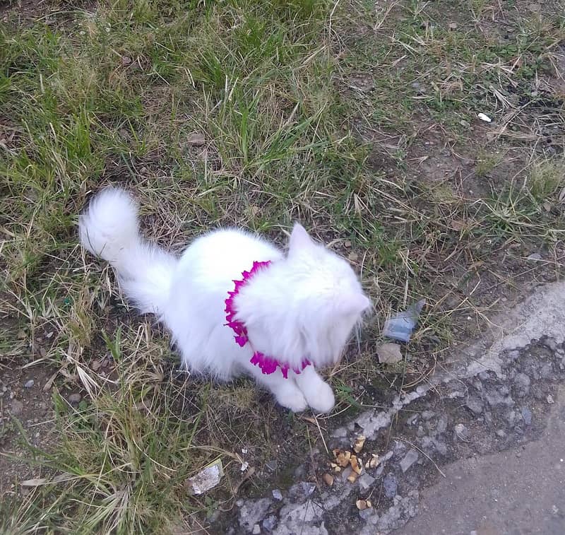 cat cat 3