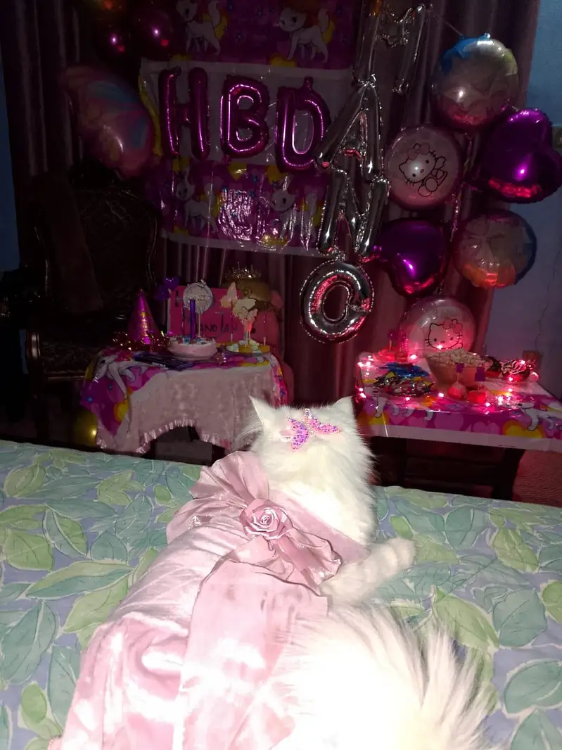 cat cat — photo 6