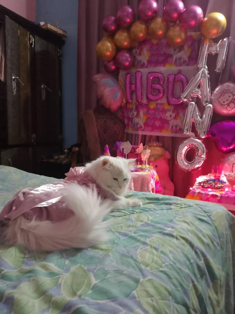 cat cat 6