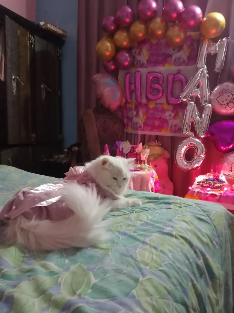 cat cat — photo 7