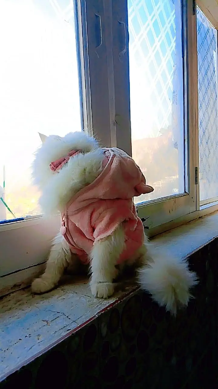 cat cat — photo 8