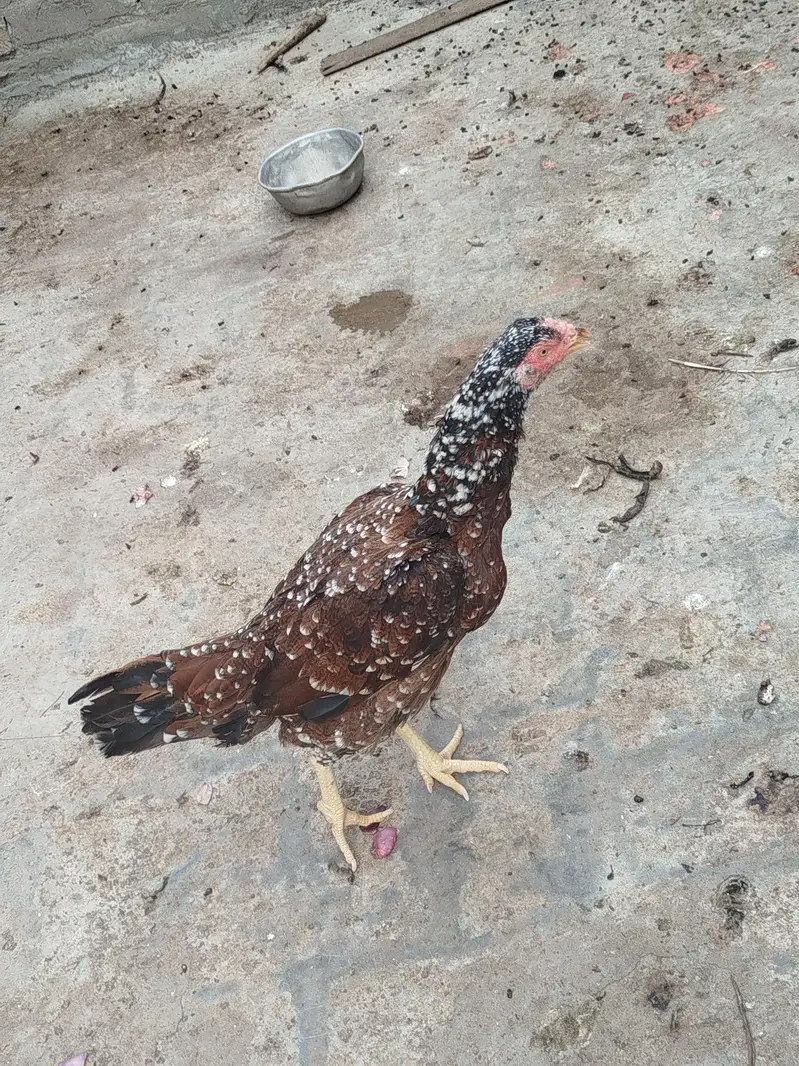 aseel murgi for sale — photo 3