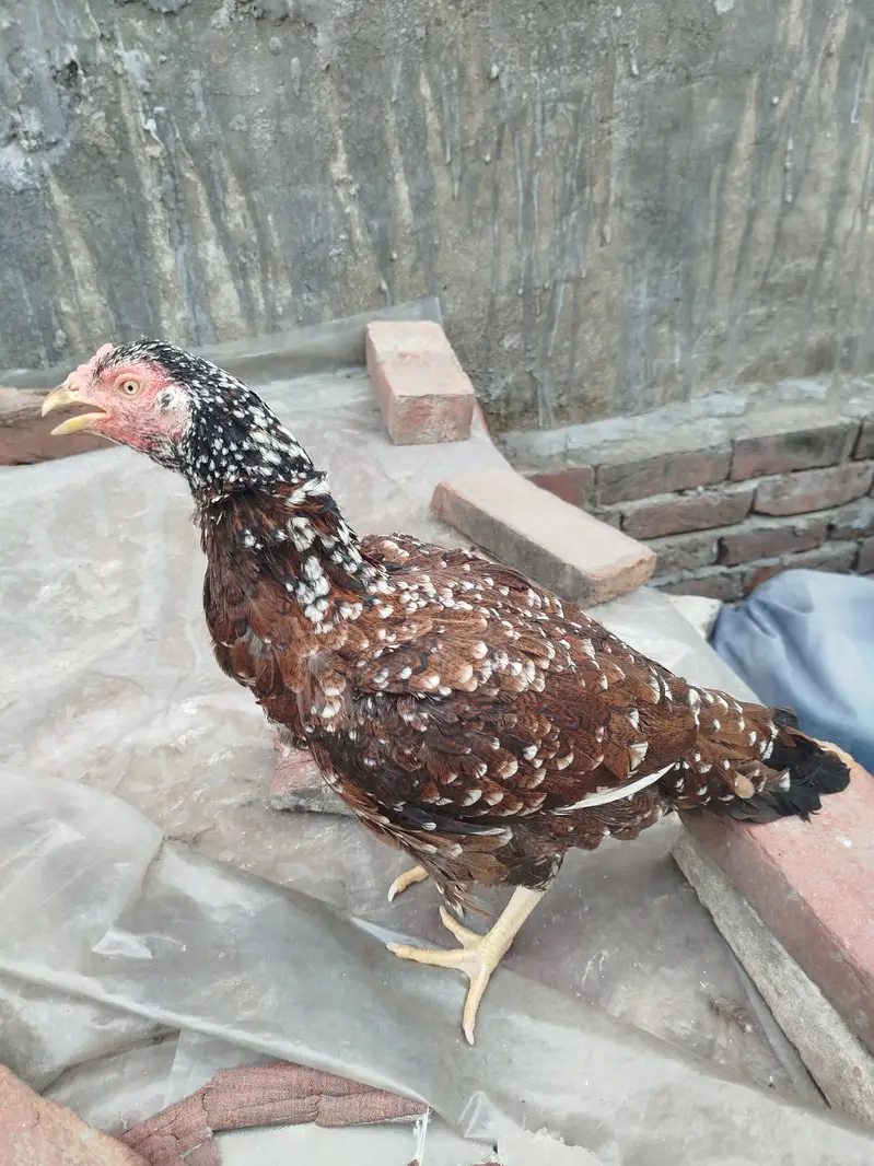 aseel murgi for sale — photo 4