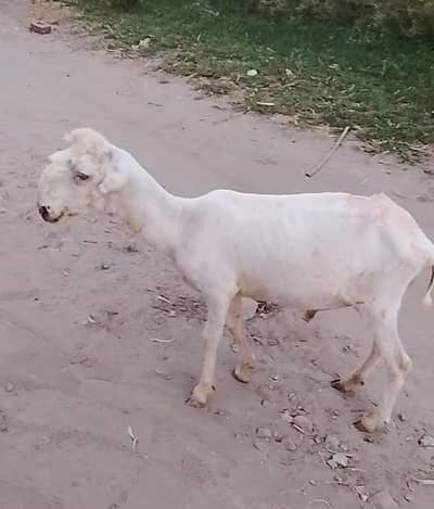 pure Mundra top quality male for sale in mandi bhaudin city