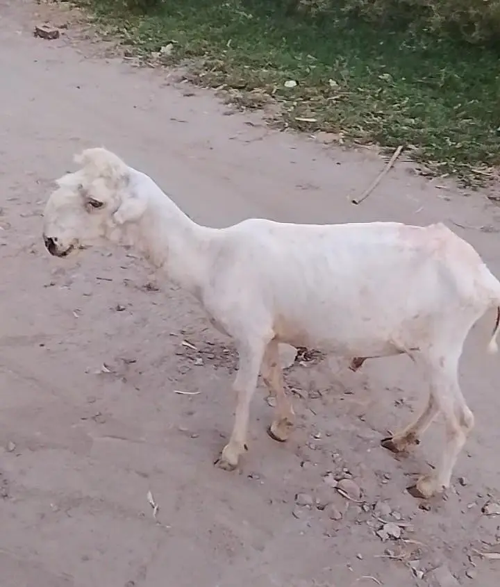 pure Mundra top quality male for sale in mandi bhaudin city