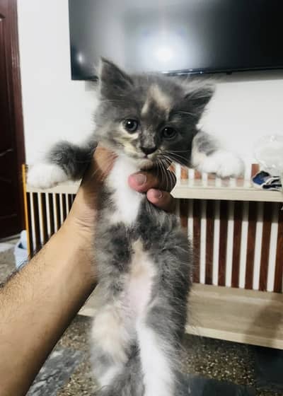 Double coated Persian kittens for sale