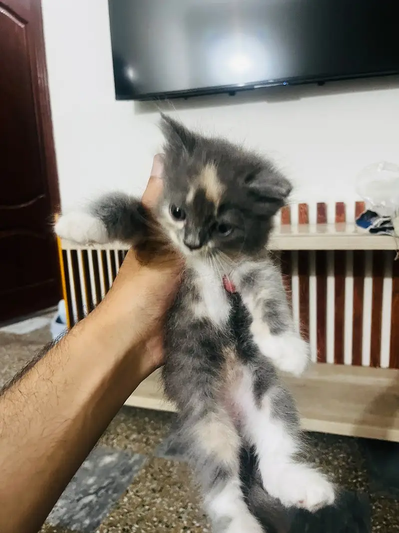 Double coated Persian kittens for sale — photo 2