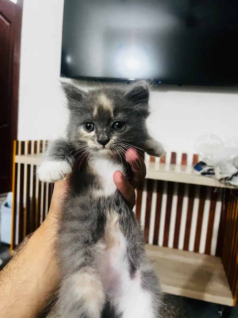 Double coated Persian kittens for sale — photo 3