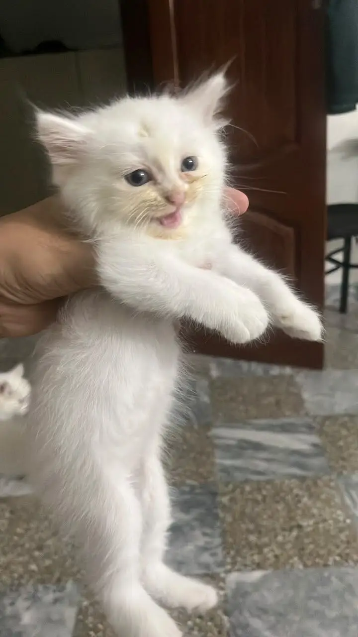 Double coated Persian kittens for sale — photo 4