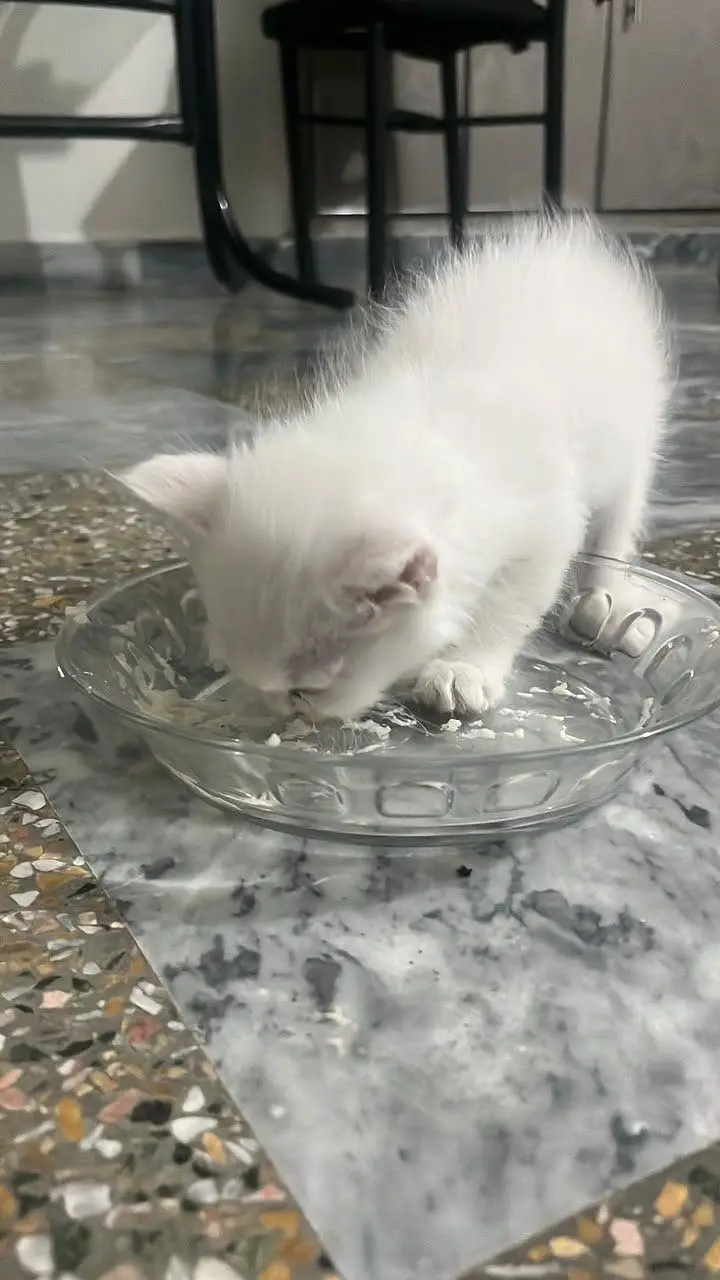 Double coated Persian kittens for sale — photo 6