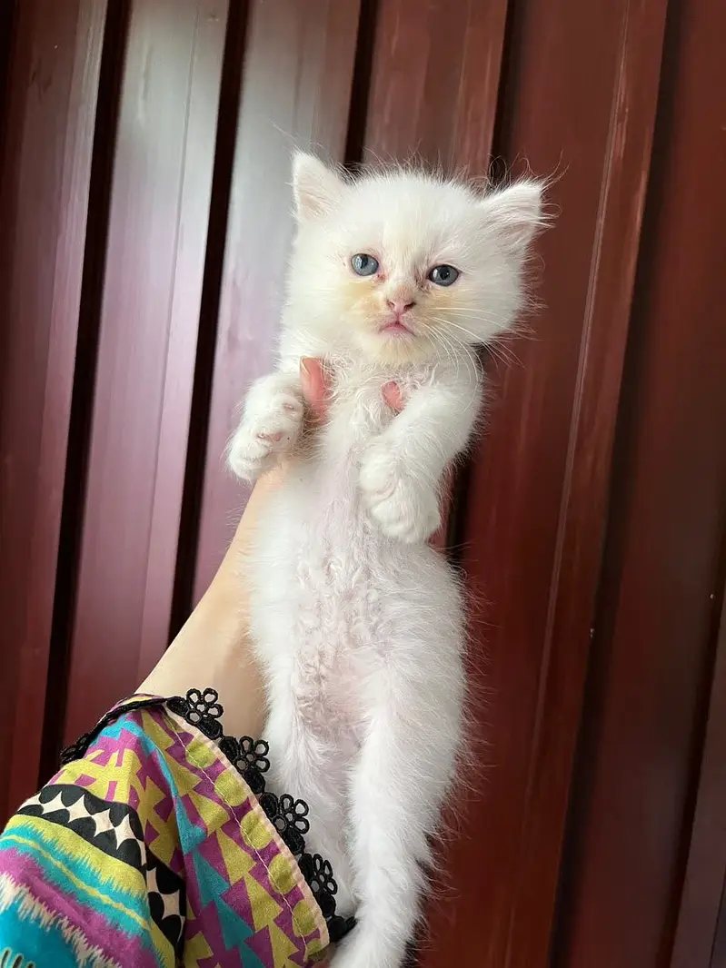 Double coated Persian kittens for sale — photo 7